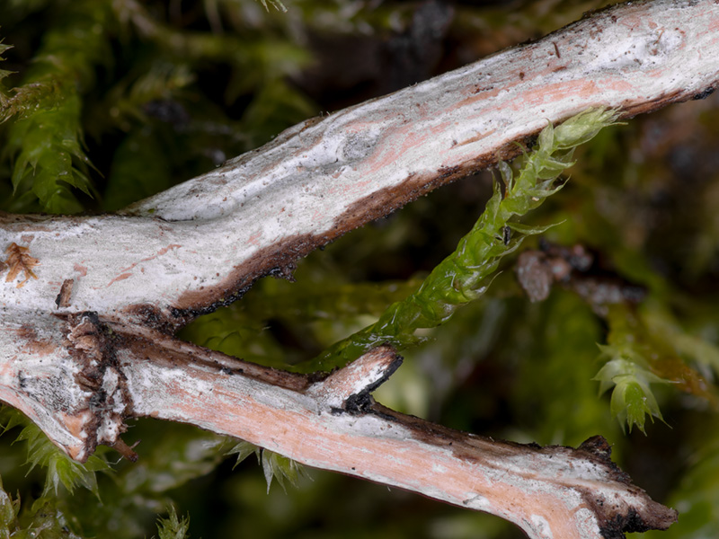 Acanthophysellum cerussatum
